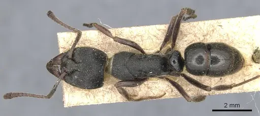 Ectomomyrmex obtusus specimen CASENT0903897 image casent0903897_1
