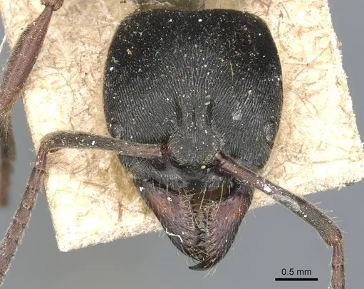 Ectomomyrmex obtusus specimen CASENT0903897 image casent0903897_2