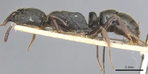 Ectomomyrmex obtusus specimen CASENT0903897 image casent0903897_3