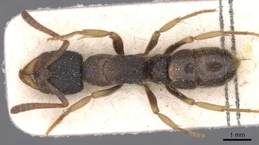 Ectomomyrmex overbecki specimen CASENT0915272 image casent0915272_1