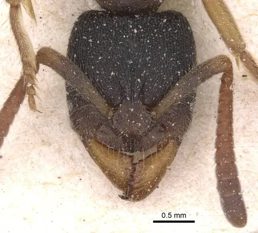 Ectomomyrmex overbecki specimen CASENT0915272 image casent0915272_2