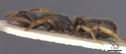 Ectomomyrmex overbecki specimen CASENT0915272 image casent0915272_3