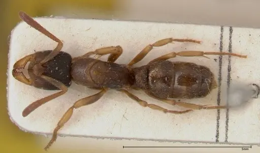 Ectomomyrmex overbecki specimen FOCOL0364 image focol0364_1