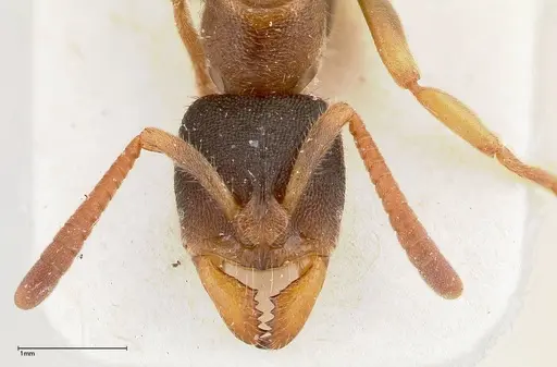 Ectomomyrmex overbecki specimen FOCOL0364 image focol0364_2