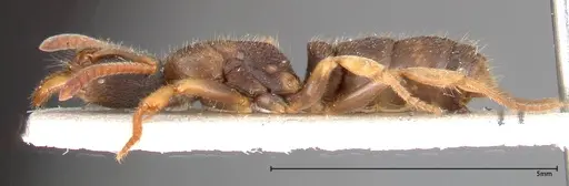 Ectomomyrmex overbecki specimen FOCOL0364 image focol0364_3