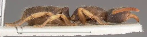 Ectomomyrmex overbecki specimen FOCOL0364 image focol0364_4