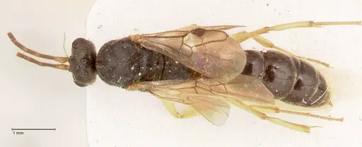 Ectomomyrmex overbecki specimen FOCOL0958 image focol0958_1