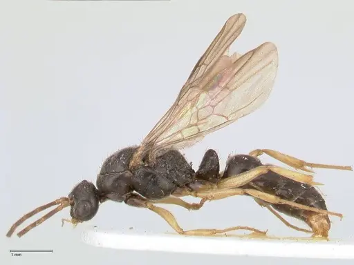 Ectomomyrmex overbecki specimen FOCOL0958 image focol0958_3