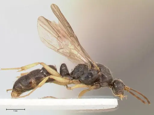 Ectomomyrmex overbecki specimen FOCOL0958 image focol0958_4