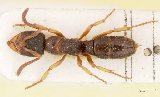Ectomomyrmex overbecki specimen FOCOL0959 image focol0959_1