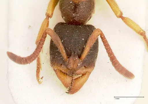 Ectomomyrmex overbecki specimen FOCOL0959 image focol0959_2