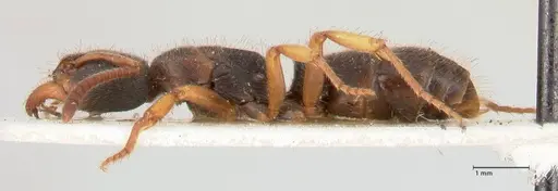 Ectomomyrmex overbecki specimen FOCOL0959 image focol0959_3