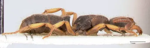 Ectomomyrmex overbecki specimen FOCOL0959 image focol0959_4