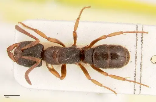 Ectomomyrmex overbecki specimen FOCOL0960 image focol0960_1
