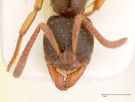 Ectomomyrmex overbecki specimen FOCOL0960 image focol0960_2