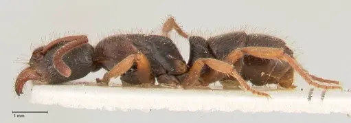 Ectomomyrmex overbecki specimen FOCOL0960 image focol0960_3