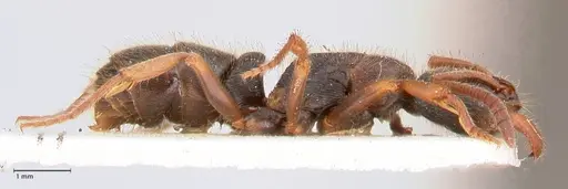 Ectomomyrmex overbecki specimen FOCOL0960 image focol0960_4