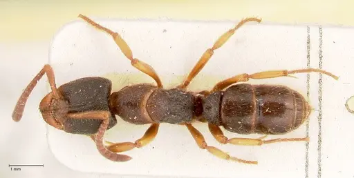 Ectomomyrmex overbecki specimen FOCOL0961 image focol0961_1