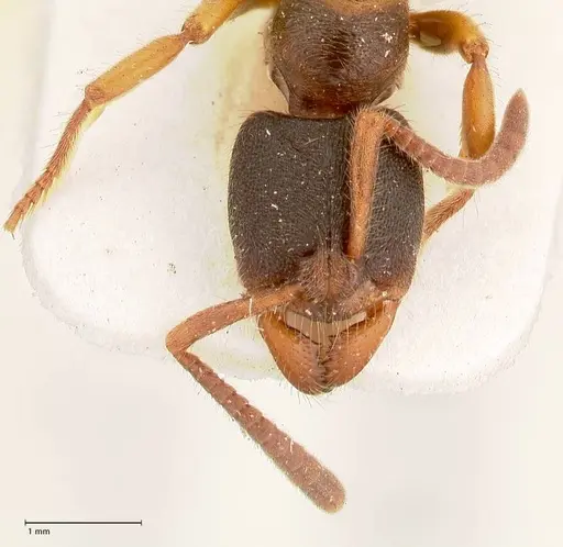 Ectomomyrmex overbecki specimen FOCOL0961 image focol0961_2