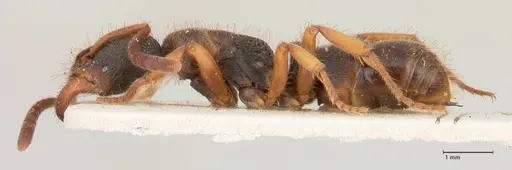 Ectomomyrmex overbecki specimen FOCOL0961 image focol0961_3