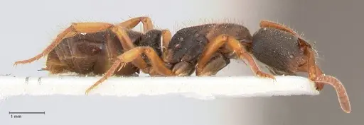 Ectomomyrmex overbecki specimen FOCOL0961 image focol0961_4