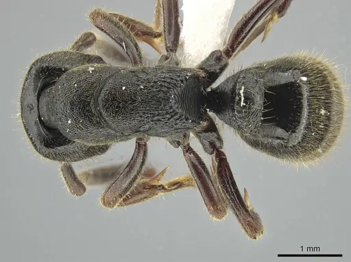 Ectomomyrmex overbecki specimen ZRC image zrc_ent00007921_1