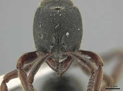 Ectomomyrmex overbecki specimen ZRC image zrc_ent00007921_2