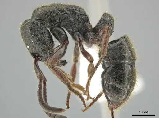 Ectomomyrmex overbecki specimen ZRC image zrc_ent00007921_3