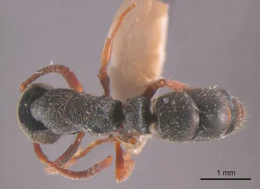 Ectomomyrmex ruficornis specimen ANTWEB1008176 image antweb1008176_1