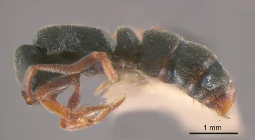 Ectomomyrmex ruficornis specimen ANTWEB1008176 image antweb1008176_2