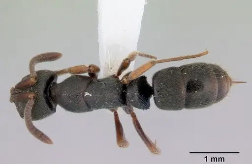 Ectomomyrmex ruficornis specimen CASENT0172434 image casent0172434_1