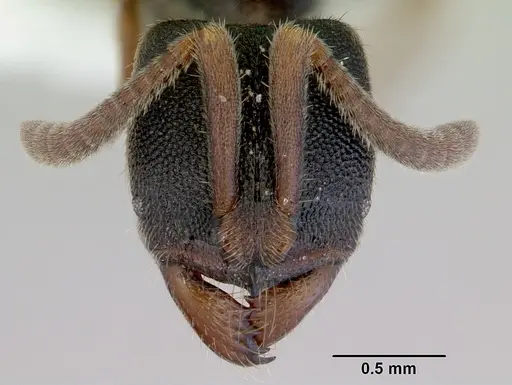 Ectomomyrmex ruficornis specimen CASENT0172434 image casent0172434_2