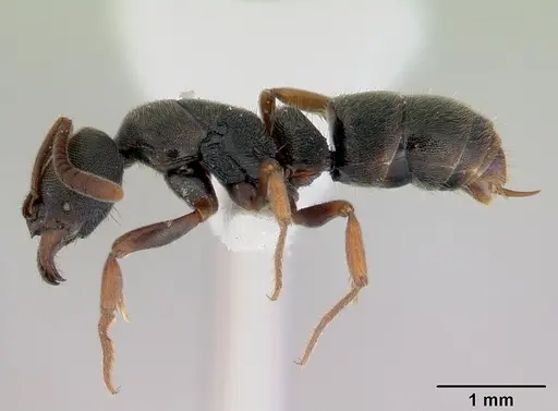 Ectomomyrmex ruficornis specimen CASENT0172434 image casent0172434_3