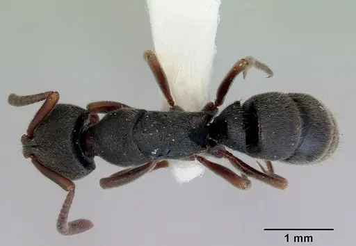Ectomomyrmex ruficornis specimen CASENT0172435 image casent0172435_1