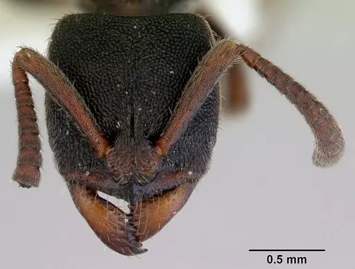 Ectomomyrmex ruficornis specimen CASENT0172435 image casent0172435_2