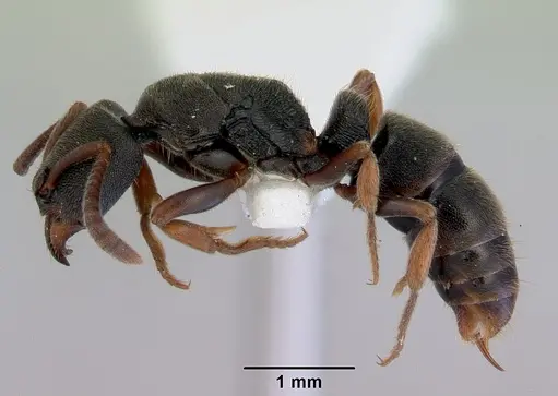 Ectomomyrmex ruficornis specimen CASENT0172435 image casent0172435_3