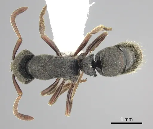 Ectomomyrmex ruficornis specimen CASENT0249175 image casent0249175_1