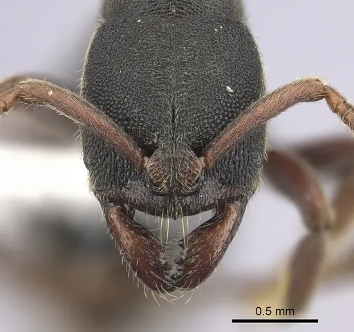 Ectomomyrmex ruficornis specimen CASENT0249175 image casent0249175_2