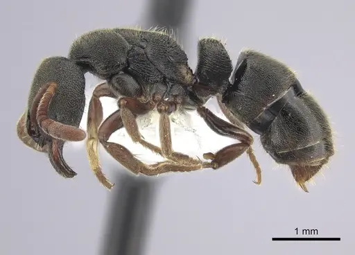 Ectomomyrmex ruficornis specimen CASENT0249175 image casent0249175_3