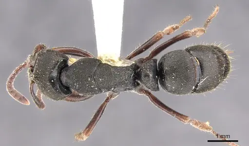 Ectomomyrmex scobinus specimen CASENT0902493 image casent0902493_1