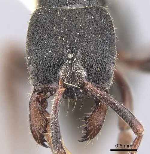 Ectomomyrmex scobinus specimen CASENT0902493 image casent0902493_2