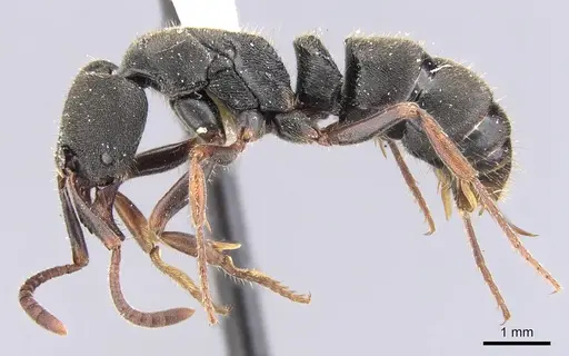 Ectomomyrmex scobinus specimen CASENT0902493 image casent0902493_3