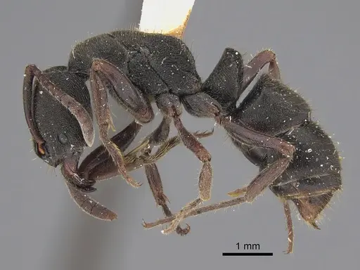 Ectomomyrmex scobinus specimen CASENT0923477 image casent0923477_1