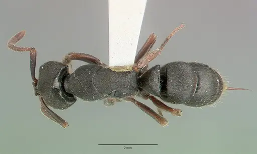 Ectomomyrmex scobinus specimen CASTYPE06963 image castype06963_1