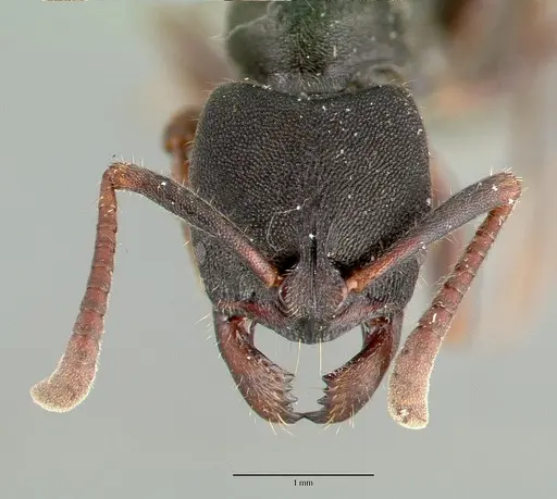 Ectomomyrmex scobinus specimen CASTYPE06963 image castype06963_2