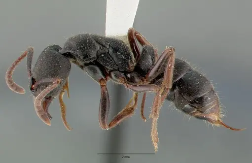 Ectomomyrmex scobinus specimen CASTYPE06963 image castype06963_3