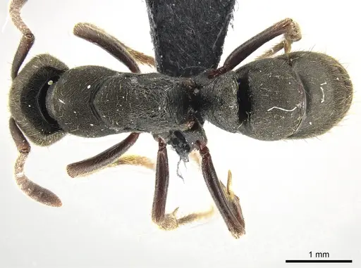 Ectomomyrmex simillimus specimen CASENT0650200 image casent0650200_1