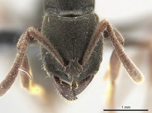 Ectomomyrmex simillimus specimen CASENT0650200 image casent0650200_2