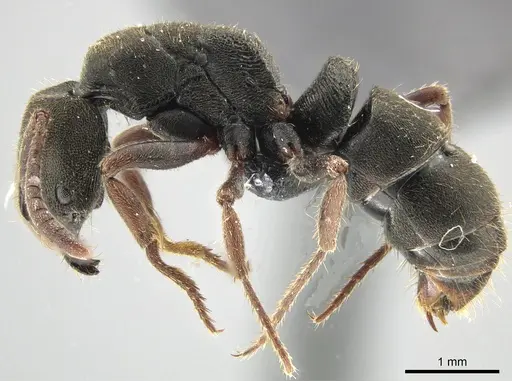 Ectomomyrmex simillimus specimen CASENT0650200 image casent0650200_3