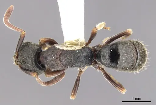 Ectomomyrmex simillimus specimen CASENT0902491 image casent0902491_1